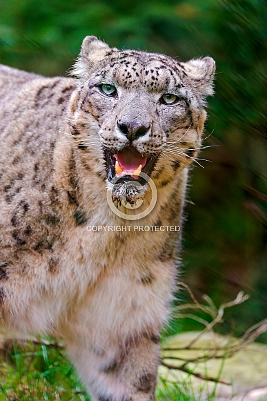 Snow Leopard