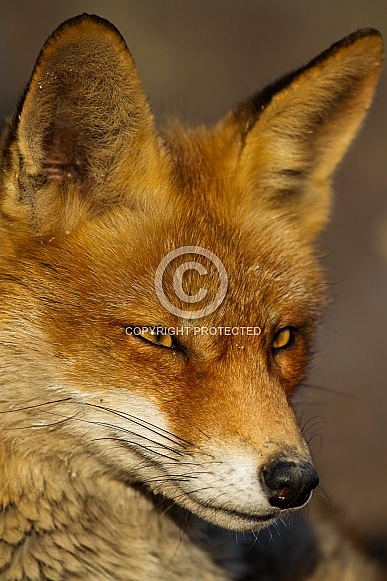 Red fox portrait Red fox portrait