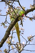 Rose-ringed parakeet (Psittacula krameri)