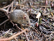 Mouse (Mus musculus)
