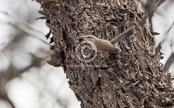 Bewick's Wren