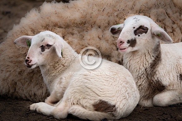 Lambs in the Netherlands Lambs in the Netherlands