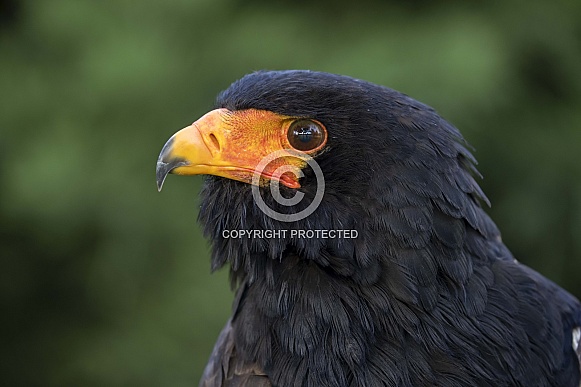 Bateleur (Terathopius ecaudatus)