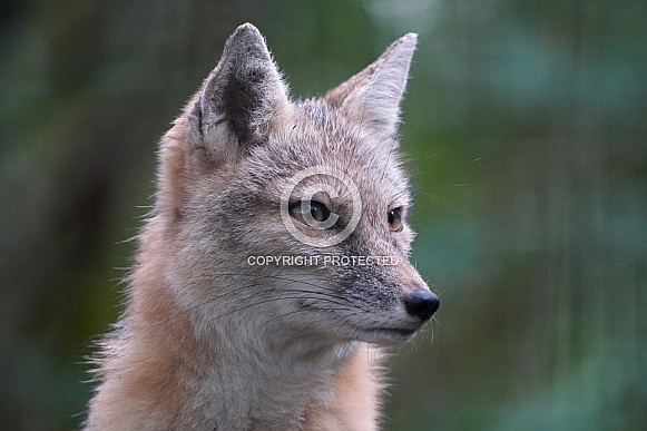 Corsac Fox