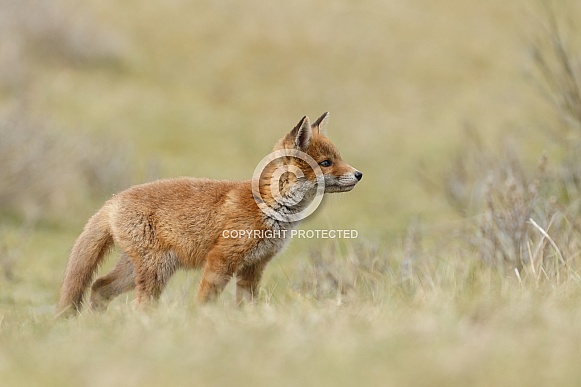 Red Fox Cub