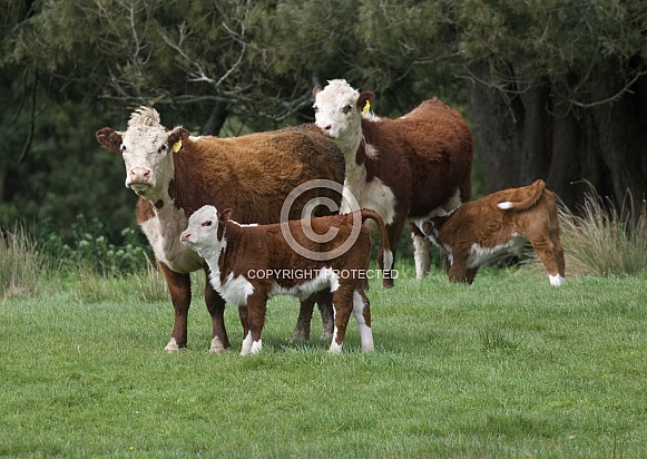 Hereford cows Hereford cows