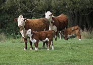 Hereford cows