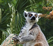 Ringtail Lemur