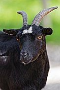Black goat portrait