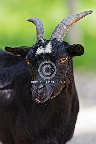 Black goat portrait Black goat portrait