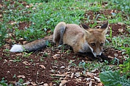 Young Fox In Grass