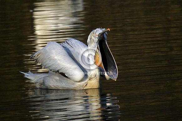 Dalmatian Pelican Dalmatian Pelican