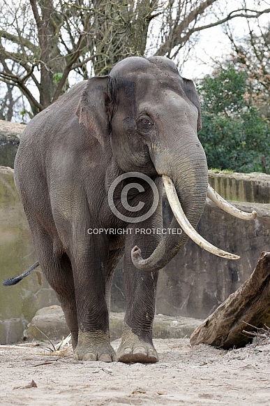 Indian elephant (Elephas maximus indicus)