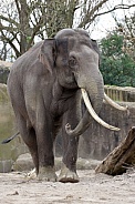 Indian elephant (Elephas maximus indicus)