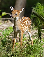 White tailed Deer