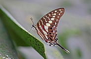 Common Swordtail
