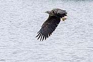 White tailed eagle or European Eagle