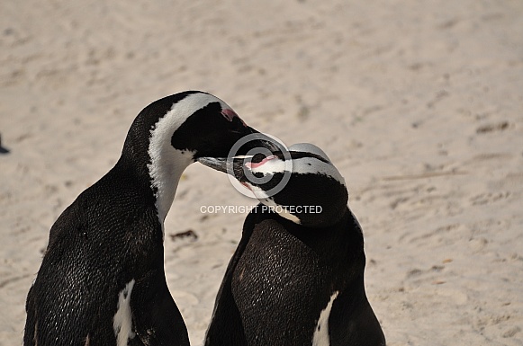 African Penguins