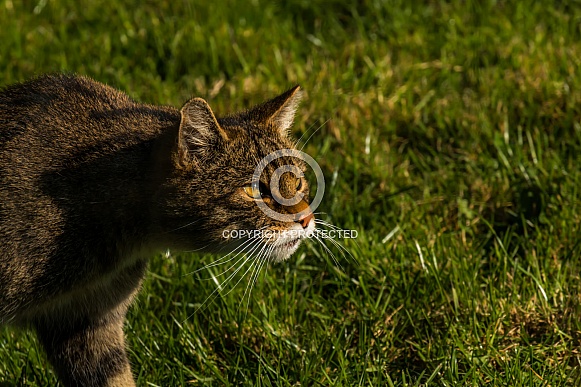 Intent Scottish Wildcat