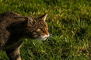 Intent Scottish Wildcat