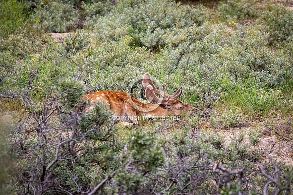 Deer sleeping in a heather field