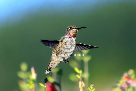 Hummingbird—Anna