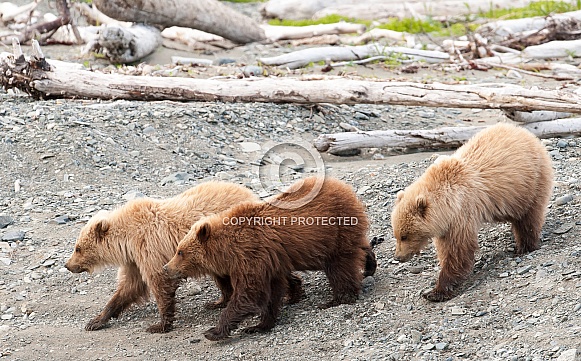 Three young brown bear cubs on a beach