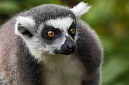 Ring Tailed Lemur Close Up Face Shot