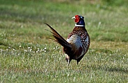 Male Pheasant displaying