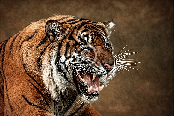 Sumatran Tiger-Fierce