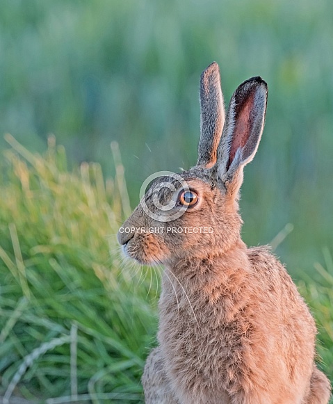 Brown Hare