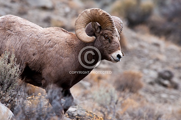Big horn sheep (wild) Big horn sheep (wild)