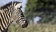 Young Grants Zebra Side Profile