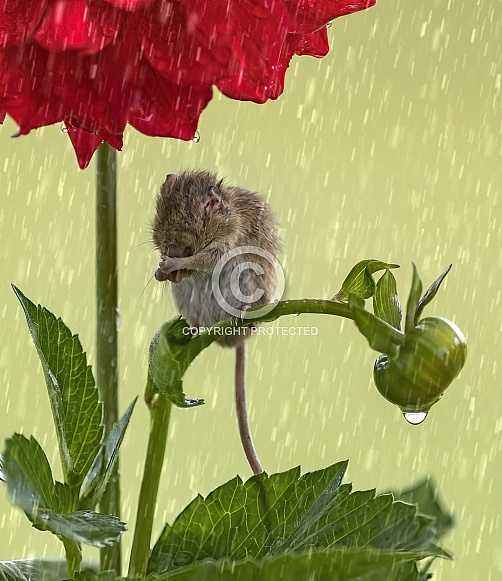 Harvest Mouse Harvest Mouse