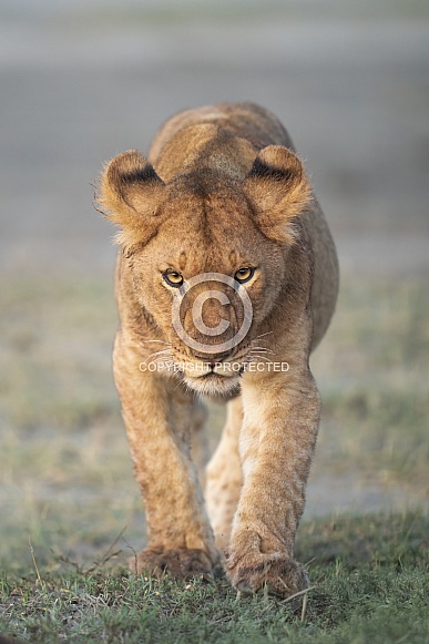 Lion cub stalking towards prey