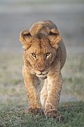Lion cub stalking towards prey