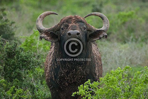 Cape Buffalo Cape Buffalo