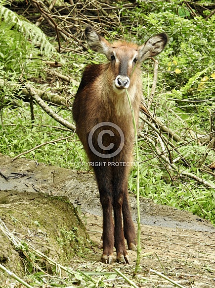Waterbuck