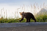 Bear cub walking on a log