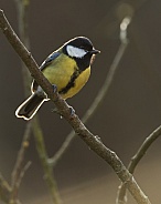 Great Tit