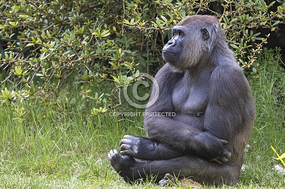 Gorilla Gorilla