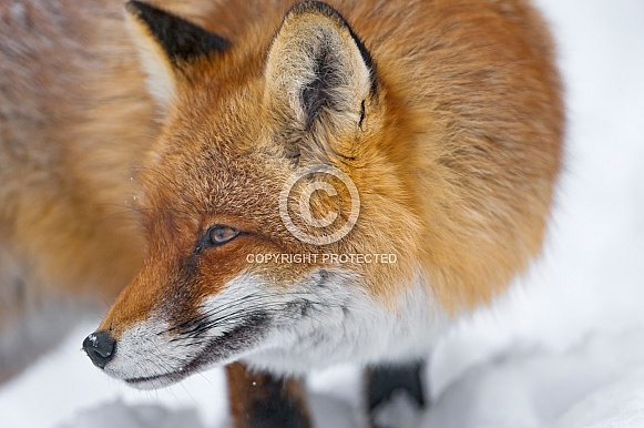 Red Fox Red Fox