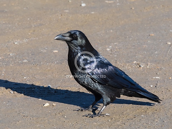 Common Raven in Denali National Park