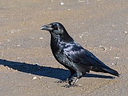 Common Raven in Denali National Park
