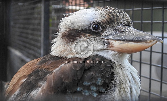 Kookaburra Portrait