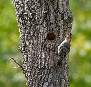 Red bellied woodpecker (Melanerpes carolinus) perched on turkey oak tree