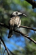 African grey hornbill