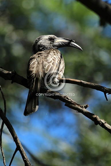 African grey hornbill