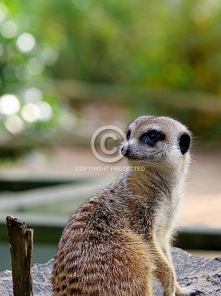 Meerkat looking back