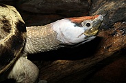Painted terrapin (Batagur borneoensis)